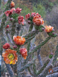 Cactus Blossoms 