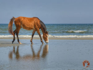 Horse Cumberland Island 