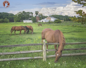 Horses at Merlin Road Farm