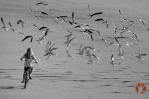 Gulls and Girl Amelie Island