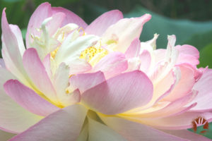 Blazing Lotus Blossom