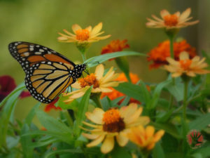 Monarch in Flowers